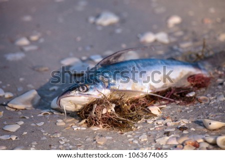 Red tide causes fish to wash up dead on Delnor-Wiggins Pass State Park beach in Naples, Florida Royalty-Free Stock Photo #1063674065