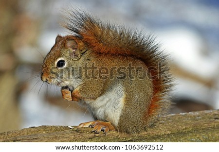 a little squirrel