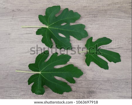 Fig leaves on wooden background 