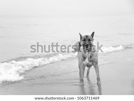 Shepherd on Beach