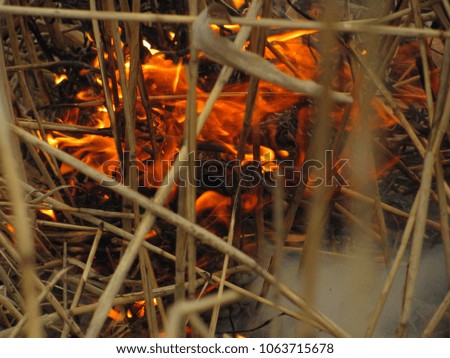 blurred fire, burning reeds, fire, heat, fire-breathing