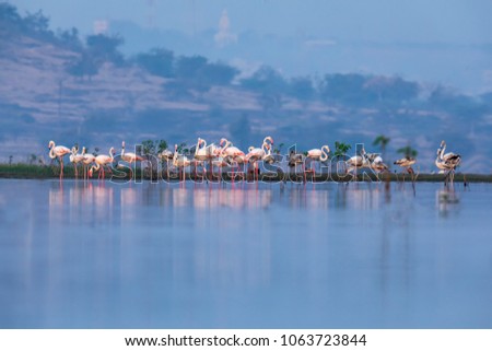 Greater Flamingoes Scape