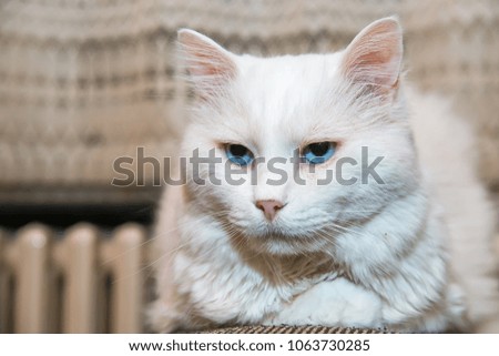 Portrait of Siberian cat