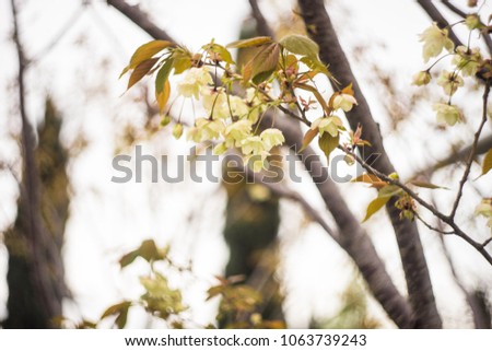 Blooming sakura trees  in a spring time garden as a natural background