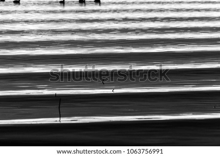 Beautiful and sharp water ripples on Trasimeno lake (Umbria, Italy) at sunset, with ducks on top of the frame