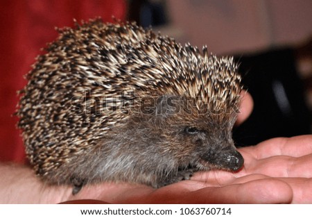 hedgehog sitting in the hands of