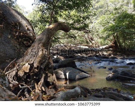 
The stream in forest. Royalty high quality free stock image of stream in forest with dry tree, stone and nobody
