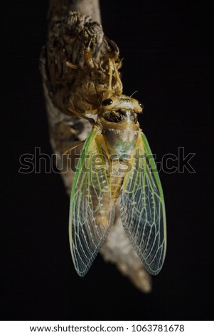 Emergence of cicadas