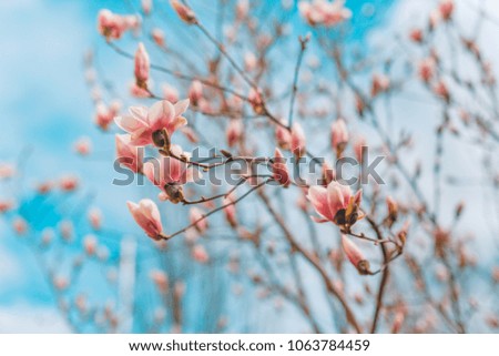 Spring background. Abstract Magnolia blossom and soft blurred background