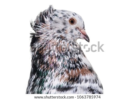 English Fantail pigeon in profile against white background