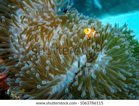 A colorfull clown fish in a soft coral