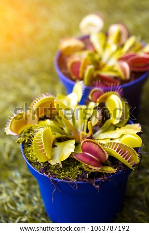 Close-up of a young bright green Dionaea muscipula in a pot on a green artificial grass, top view