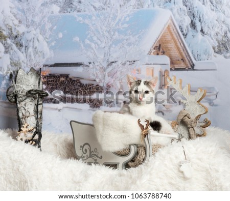 Cat sitting in sleigh in winter scene, portrait