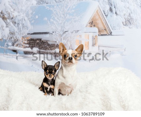 Chihuahuas sitting on white fur rug in winter scene