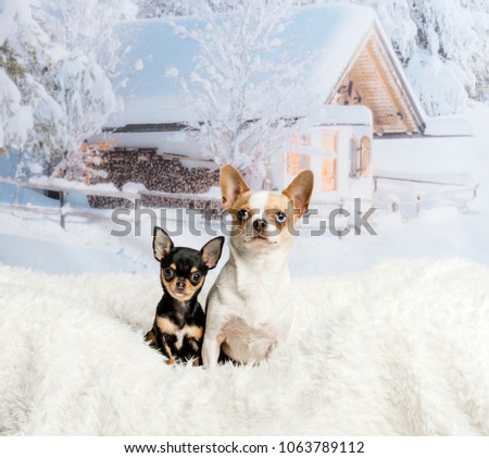 Chihuahuas sitting on white fur rug in winter scene, portrait