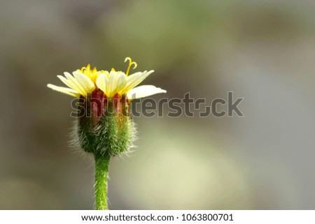 Single isolated white and yellow flower, hairy trunk with blurred background