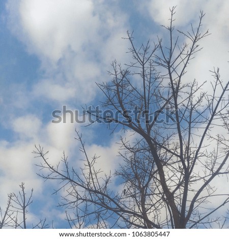 tree sky cloud / picture Background