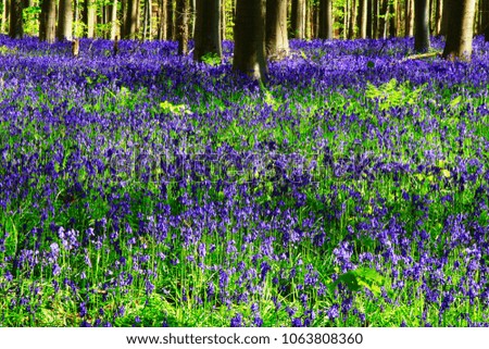 Bluebells carpets (hyacinths) in springtime in Hallerbos forest, Belgium