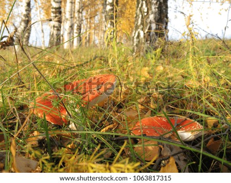 Toadstool, closeup of a poisonous mushroom in the forest on the background of grass and leaves