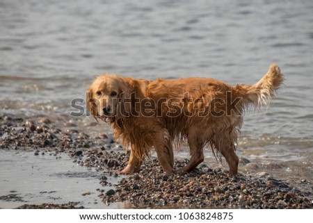 Dog American cocker spaniel on a stony beach