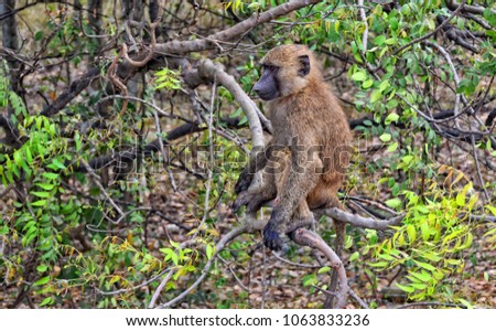 Unique photo of a monkey in a bush. Baboon sits on a tree. African wildlife. Close up. Amazing image of a wild animal in natural environment. Awesome portrait of olive baboon. 