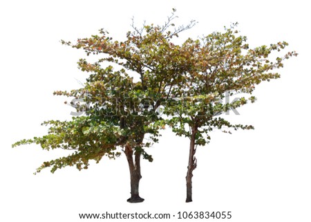 Isolated tree on white background , Tree clipping path for editing