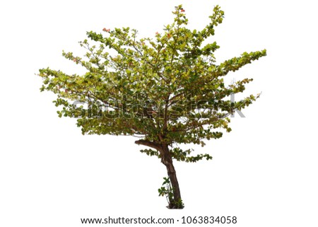 Isolated tree on white background , Tree clipping path for editing