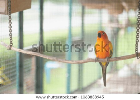 picture blur, sun conure bird stick branches in a large cage.