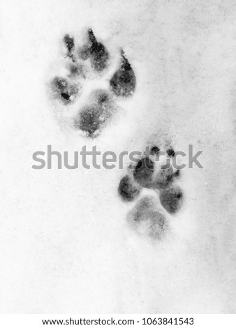 snow footprints of big dog texture