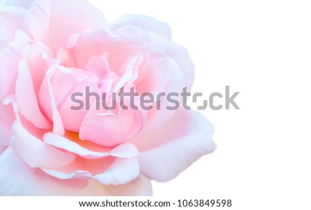 Pink rose with white background