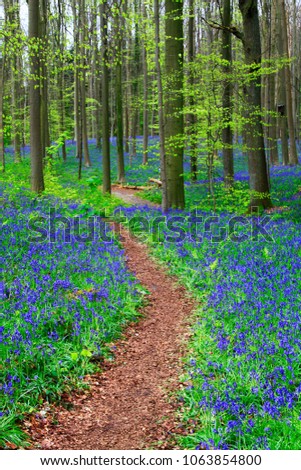 Path through a wood with blue flowers in Belgium
