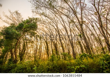 Rubber trees planted on both sides over a distance of several kilometers in the sun near sunset pictures came out beautiful.