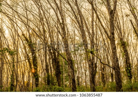 Rubber trees planted on both sides over a distance of several kilometers in the sun near sunset pictures came out beautiful.