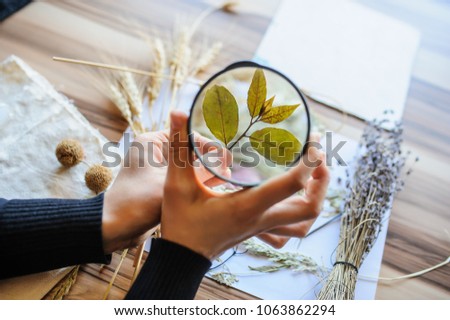Top view of botanist workplace, she use magnifying glass for analysing dried flower and leaves for cataloging plant at biology lesson Royalty-Free Stock Photo #1063862294