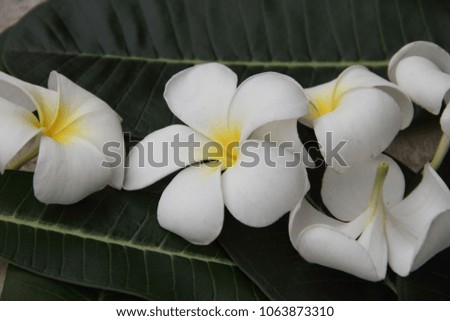 Close up of plumeria or frangipanni blossom on the leaves background. white frangipani flower on leaves background in the vintage style.