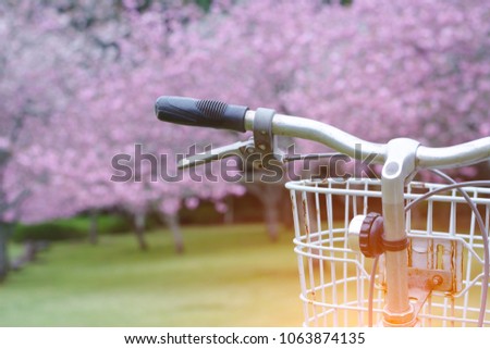 Bicycle handlebar with basket in the cherry bloom.
