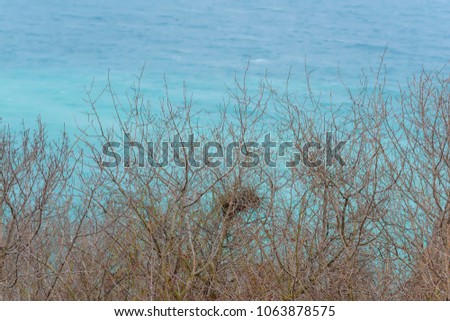 Bird nest on the Black Sea. Trees near the sea