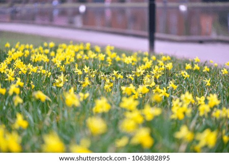Summer effect 6k image showing daffodiles and grass