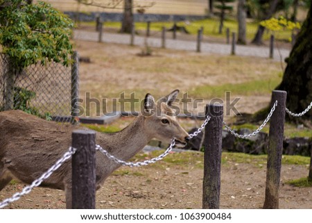 Deer bite iron chain at Nara park in Nara, Japan.