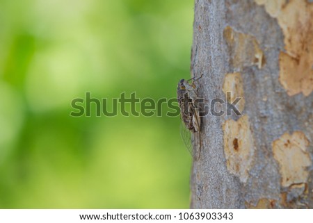 Cicada , Meimuna opalifera Walker, Pompania sp