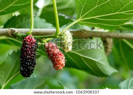 black and red mulberries on tree 
Fresh mulberry fruit