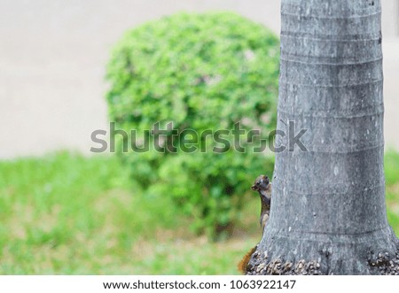 Squirrel climbing and hide behind palm tree on green garden background