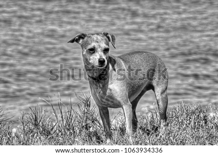 A Small Dog Standing Near A Body of Water