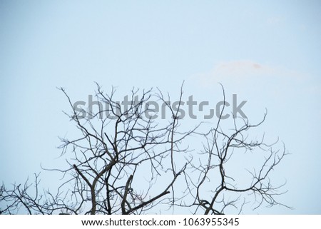 Branches and skies,Dead branches and skies, Thailand,