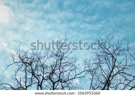 Branches and skies,Dead branches and skies, Thailand,