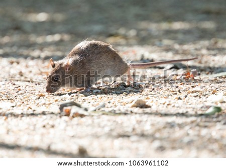 Brow Rat (Rattus norvegicus) running on the ground - Hungary