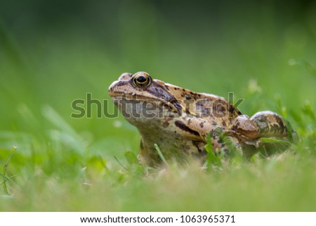 a grass frog Royalty-Free Stock Photo #1063965371