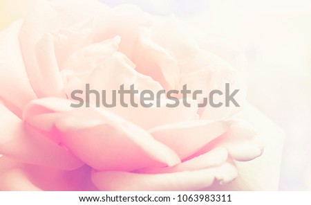Blooming rose close up, nature summer spring background. 