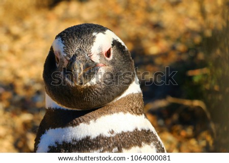 Magellanic penguin in Punta Tombo Colony, Argentina