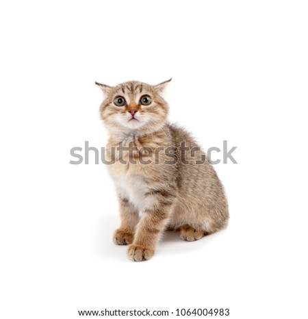 Picture of scared kitten isolated on white